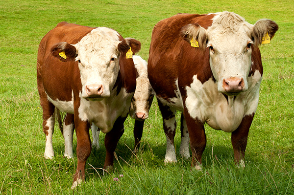 Tiere auf Hof Geitmann